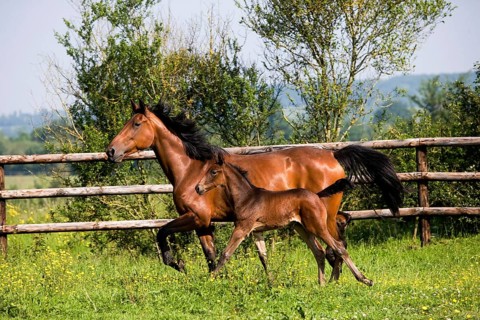 French Trotter, Mare with Foal Trotting through Paddock, Normandy