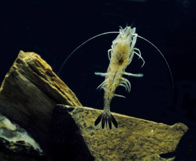 Common Shrimp (crangon crangon)