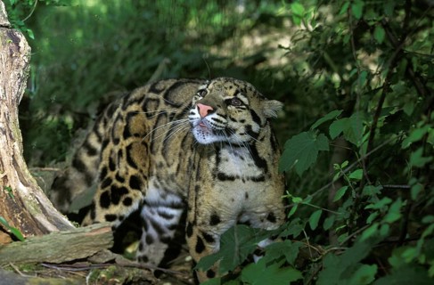 Clouded Leopard (neofelis nebulosa)
