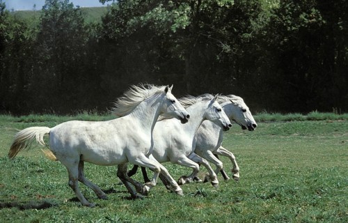 Lipizzan Horse Galloping