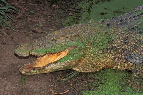 Australian Saltwater Crocodile (crocodylus porosus) or Estuarine Crocodile, Adult emerging from