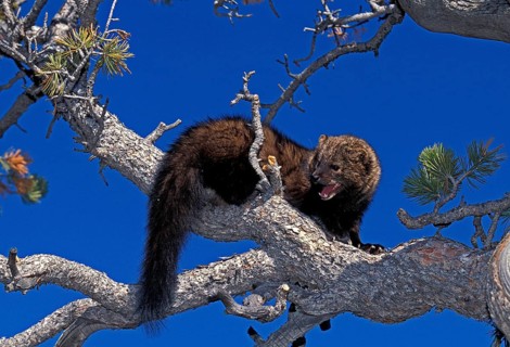 Fisher (martes pennanti), Adult with Open Mouth, standing on Branch, in Defensive Posture, Canada,