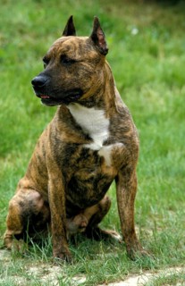 American Staffordshire Terrier (Old Standard Breed with Cut Ears), Dog sitting on Grass