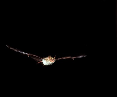 MOUSE-EARED BAT (myotis myotis), ADULT IN FLIGHT