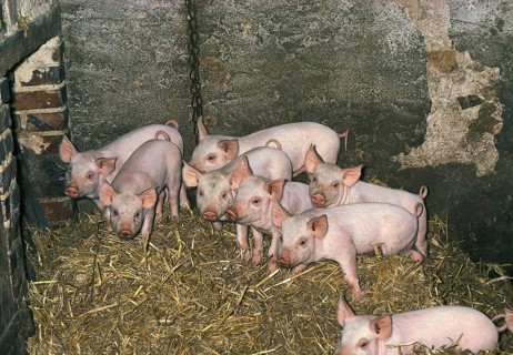 LARGE WHITE PIG, PIGLETS ON STRAW IN PIGSTY