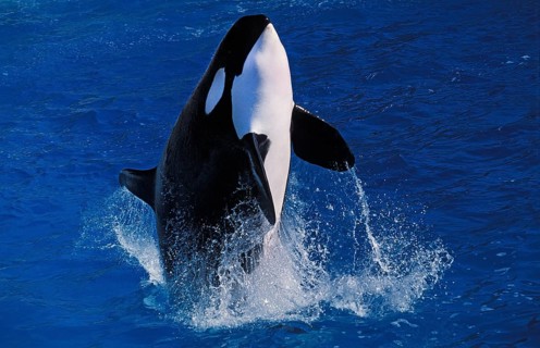 Killer Whale (orcinus orca), Adult breaching