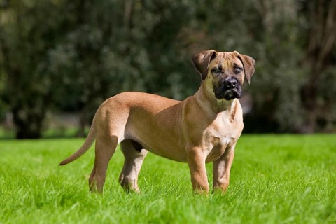 Boerboel, puppy