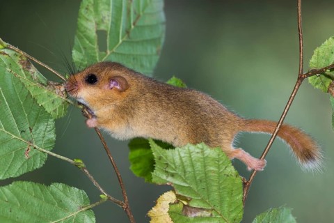Hazel dormouse (Muscardinus avellanarius), Germany, Europe