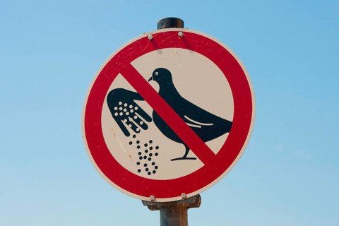 Prohibition sign, feeding forbidden, feeding ban for pigeons, Germany, Europe