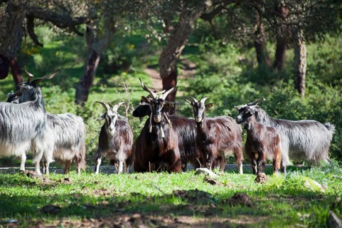 Girgentana goats, Girgentana goat, domestic goat, n, cork oak forest, Geraci Siculo, Madonie,