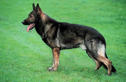 German shepherd, animals, meadow, lateral, side, outside, outdoor, attentive, alert, standing,
