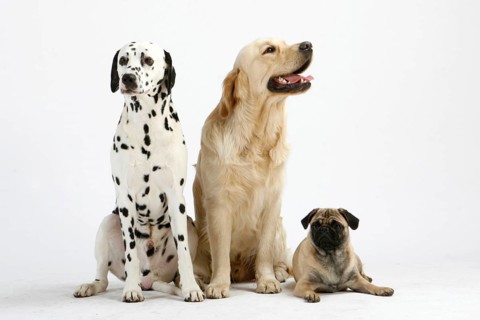 Dalmatian, Golden Retriever and Pug