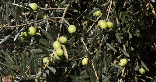 Field of Olive's Tree near Maussane Les Alpilles in the South East of France