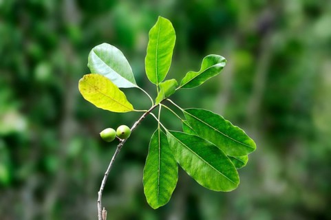 Giant bearded fig (Ficus citrifolia), branch with fruit, Everglades National Park, Florida, Fig,