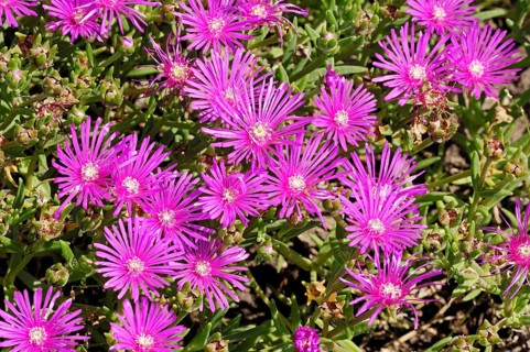 Ice plant (Delosperma cooperi), Ice plant family (Aizoaceae), Ice weed family