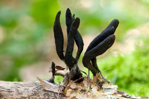 Dead man's fingers (Xylaria polymorpha)