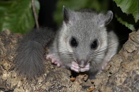 Edible Dormouse (Glis glis), young, Germany, Europe
