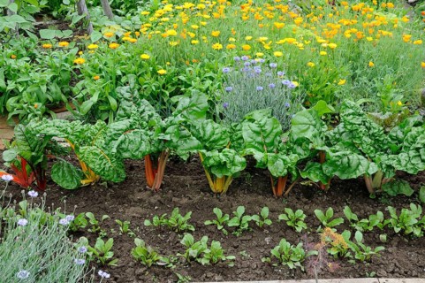 Vegetable garden with chard, marigold, California golden poppy, yellow poppy, California cap poppy