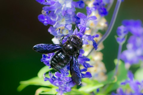 Macro of a violet carpenter bee (xylocopa violacea) collecting nectar