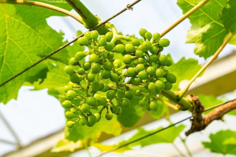 Growing grapes collection. Bunch of growing young grapes in a vineyard. Growing young grape with