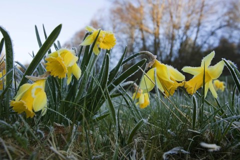Daffodils (Narcissus pseudonarcissus) with hoarfrost, national park Eifel, North Rhine-Westphalia,