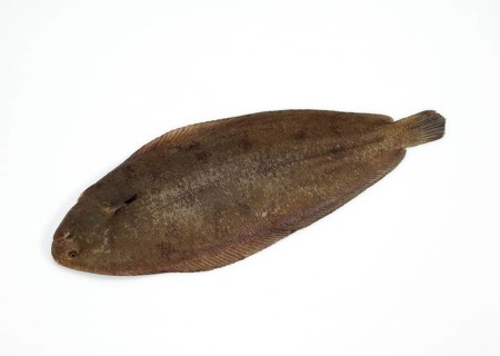 Sole, Sole (solea solea), Other animals, Fish, Flatfish, Animals, Fresh sole against white