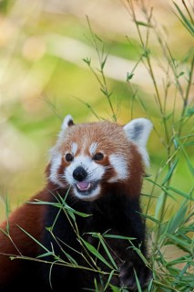 Red Panda (ailurus fulgens), Adult eating Bamboo