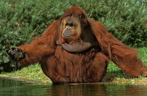ORANG bornean orangutan (pongo pygmaeus), MALE NEAR WATER