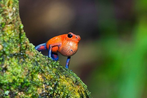 Strawberry poison-dart frog (Dendrobates pumilio), male, strawberry frog, sonic bubble, Costa Rica,