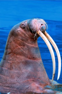 Walrus (Odobenus rosmarus), tooth, teeth