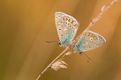 Common blue butterfly (Polyommatus icarus) Germany
