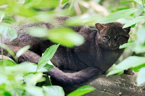 Jaguarundi (Felis yagouaroundi) (Herpailurus yagouaroundi), hidden