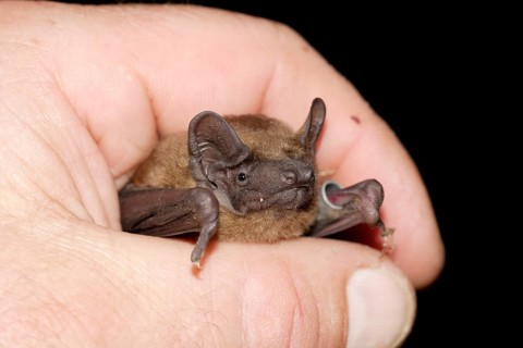 Noctule in hand, Brandenburg, Germany (Nyctalus noctula), ringed