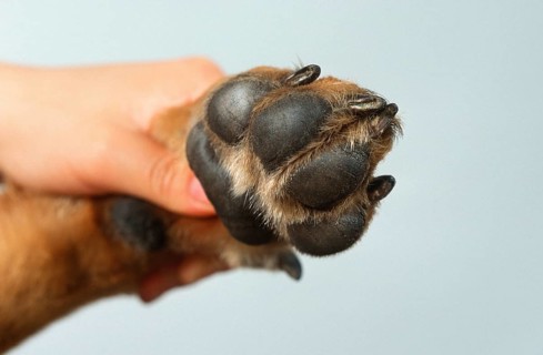German Shepherd, Footpads, Alsatian
