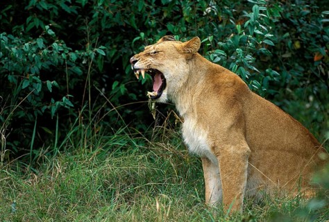African Lion (panthera leo), Female Yawning