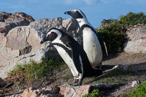 Jackass Penguin or African Penguin (spheniscus demersus), Pair standing on Rocks, Betty's Bay in