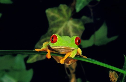 RED-EYED TREE FROG (agalychnis callidryas), ADULT STANDING ON LEAF