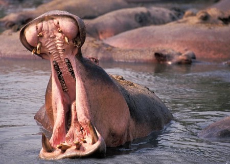 Hippopotamus (hippopotamus amphibius), Adult with open Mouth, Virunga Park, Congo, Africa