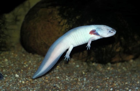 AXOLOTL (ambystoma mexicanum), ALBINO, NEOTENIC LARVAL FORM