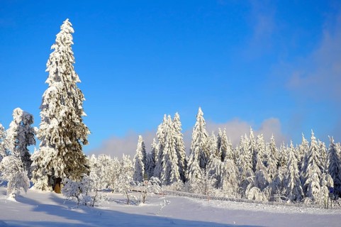 Black Forest, Black Forest in winter, spruce forest, Black Forest High Road, snowy landscape, at