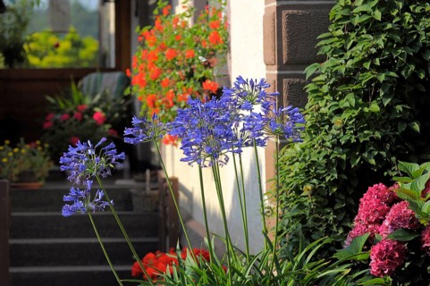 Blue lily (Agapanthus africanus), inflorescence with hydrangea flowering in the garden, bigleaf