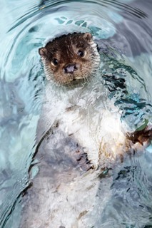 European otter (lutra lutra), European Otter, European Otter, Marten species, Predators, Mammals,