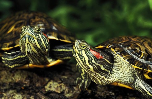 Scripta elegans, red-cheeked ornamental turtles (Pseudemys), red-cheeked ornamental turtle,