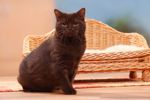 British shorthair cat, chocolate, BKH