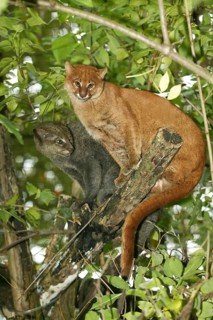 Jaguarundi, herpailurus yaguarondi, adult on branch