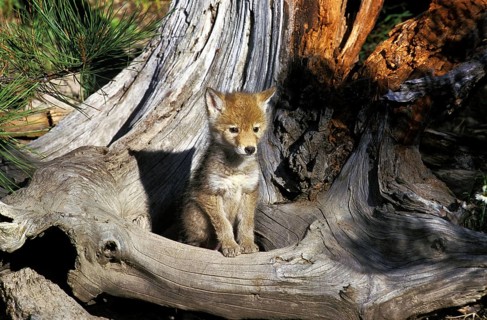 Coyote (canis latrans), pup on stick, Montana