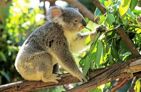 Koala (phascolarctos cinereus), Adult eating Eucalyptus Leaves