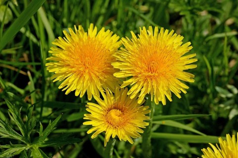 Dandelion (taraxacum) officinale, Normandy