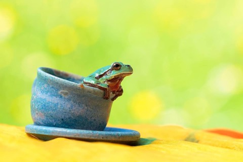 European tree frog (Hyla arborea) sitting in a cup