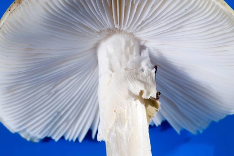 Amanita phalloides (Amanita phalloides), tuber leaf fungus